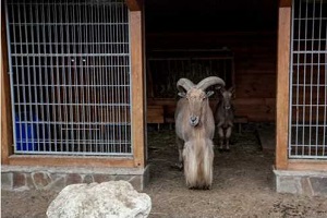 Кому належить Межигір’я