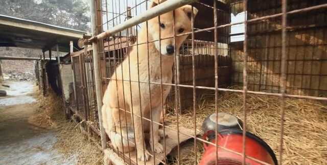 В Южной Корее запретят есть собак