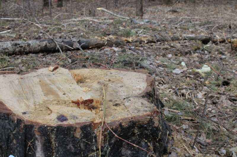 Нижегородцы просят главу СКР Бастрыкина возбудить дело по вырубке деревьев