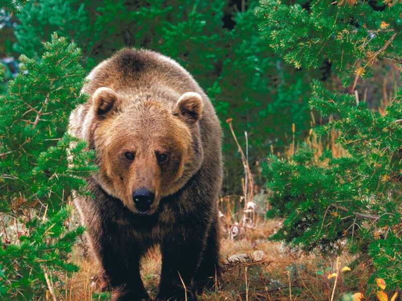 На Камчатке медведь попытался принять участие в завтраке на туристической базе