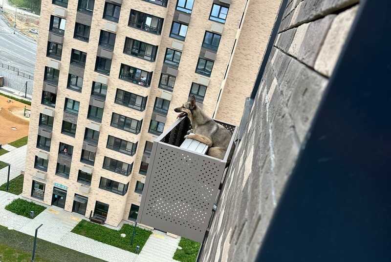 В Южно-Сахалинске собака упала с многоэтажки и застряла в корзине от кондиционера