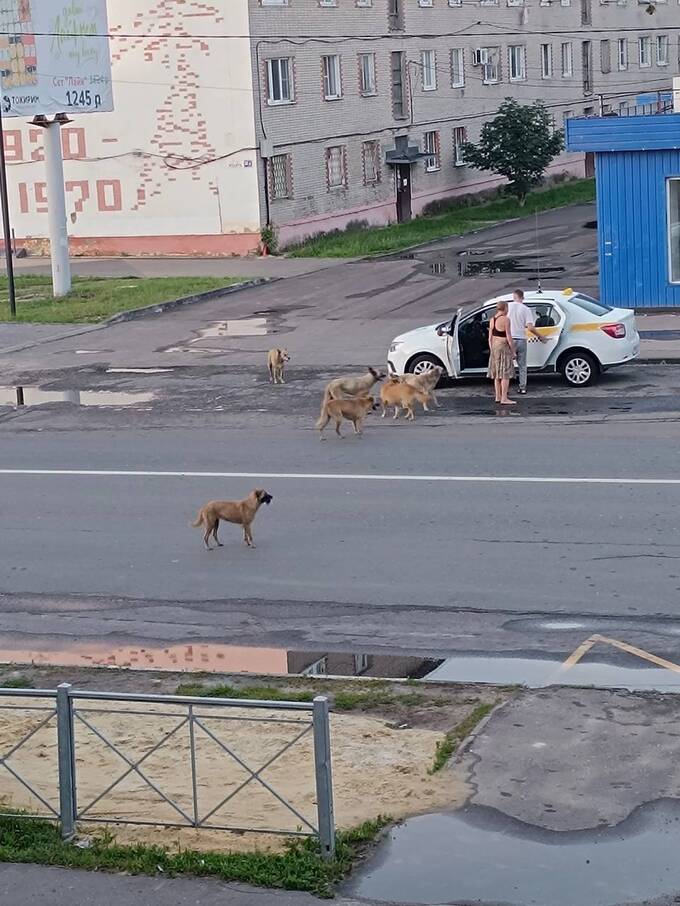 В Подмосковье стая собак напала на ребенка qddiqxuidzkiquzkmp
